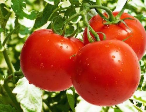 Etichette pomodoro: obbligo di origine